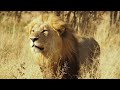 African Safari 4K ULTRA HD 🌎 Beautiful wildlife movie with relaxing music, relieve stress, fatigue