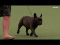 Utility Group Judging | Crufts 2024
