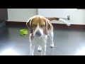 Boris The Beagle - 4 years old