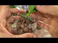 How to Propagate Orchids With Flower Twigs To Grow Small Plants Fast