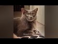 Best Funny Dogs and Cats Videos😺Funniest Animal videos 2024😼🐶