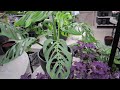 $5 Plants! Plant Shopping & Plant Haul - Flowerland Indoor House Plant Shopping