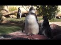 Penguin Encounter (Walk Through) SeaWorld San Diego