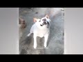 You Laugh You Lose Dogs And Cats 🐕😂 Best Funny Videos compilation Of The Month 🤣