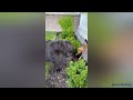Newfoundland Dogs being the funniest and cutest dogs for 5 minutes straight