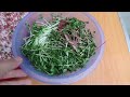 Growing Vegetables Without A Garden, How To Grow Sprouts Without Using Soil, High Yield