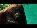Orangutan dla zabawy piłuje gałęzie | Szpiedzy wśród zwierząt