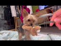 요크셔테리어를 2년간 키우며 느낀점 요키를 꼭 키워야 하는 이유(Why You Should Get a Yorkshire Terrier)