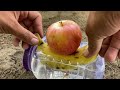 How To Grow Apple Trees From Apple Fruit in Banana Fruit | Grow Apples at Home From Apple in Banana