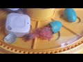 American Robin Egg incubation