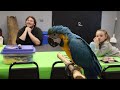 3 Tips to Help Train Your Pet Macaw