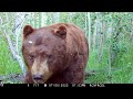 Browning Trail Cameras - Huge Bear Walks By Trail Camera