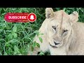 Super cute 2 month old lion cubs full of mischeif in Ndutu