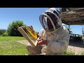 Got a new beehive? Beginner beekeeping