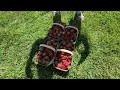 Strawberry Picking  on a Beautiful Day