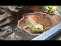 Bartl my bearded dragon is taking a bath