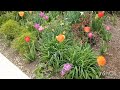 Spring trees and flowers in Illinois neighborhoods || beautiful colorful trees and flowers in spring