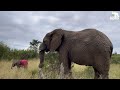 Baby Bull, Phabeni Has Created New Dynamics in the Elephant Herd