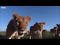 Amazing Animal Behaviours Caught On Spy Camera Part 2 | BBC Earth