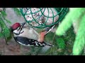Familie Buntspecht im Garten - Great spotted woodpecker family in the garden