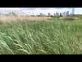 Best thing about picking up litter in the Trinity River flood plain is you get to be there