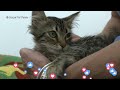 Electric family of kittens survived thanks to kindness of the LADWP workers. #cats