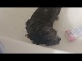 Luna takes a bath