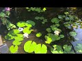 20240711-12 Water sound in Monet's Garden 🪷 Fishes are getting bigger and bigger. 每天不重样，一看就迷失时间⌛️
