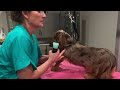 Grooming a Long Haired Dachshund not shaving