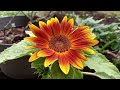 Sunflower little becka || Wonderful bicolor sunflower || Unique sunflower || Gardening
