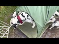 Dalmatian puppies | suitable diets for dalmatians