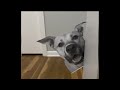 Try Not To Laugh😁 Funniest pets 😂 Funny Cat And Dogs Videos #3 #pets