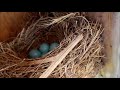 abandoned bluebird eggs