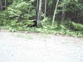 Bear on the road