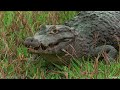 Amazon Wildlife 4K • Scenic Relaxation Film with Peaceful Relaxing Music and Nature Video Ultra HD