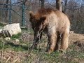 Libearty: The first steps on the grass for the bears from Gyumri