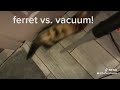 Ferret vs Bacuum