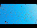 Real 4K HDR: Flight Of The Butterflies IMAX Clip in HDR