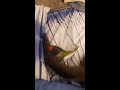 How my lorikeet and cat play every day