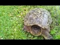 Snapping Turtle Climbs Fence!