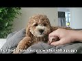 Puppy Growing from 2 month to 8 month | Cavoodle