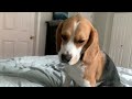 How my beagle wakes me up