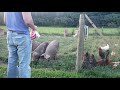 Feeding Pigs & Chickens