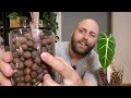 How I SAVED My ALOCASIAS From ROOT ROT | 4 Month Update | Alocasias in Passive Hydro