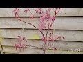 let's watch the acers grow during spring
