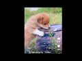 Puppy and A Baby Duck cute friendship ♥