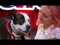 Dogs' Got Talent! The Most ADORABLE and HILARIOUS Dog Auditions EVER!