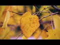 Relaxing Autumn Music 🍁 Stop Overthinking, Stress Relief Music, Gentle Music