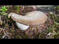 Mushroom Foraging in the Middle of April 2024 - Morel Mushrooms | Morchella | Verpa | Spring Fungi