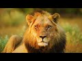 Amazing Wildlife of Botswana - 8K Nature Documentary Film (with music)